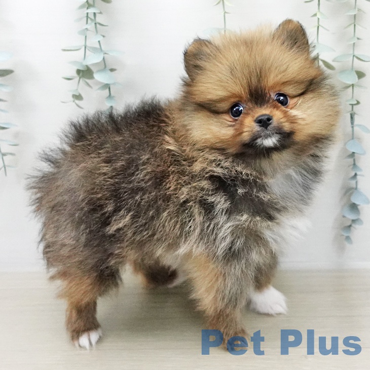 ポメラニアンの写真2