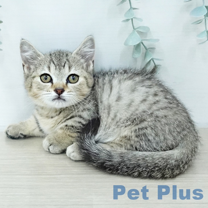 福岡県のマンチカン (ペットプラス 香椎浜店/2026年1月17日生まれ/女の子/ブラウンタビー)の子猫