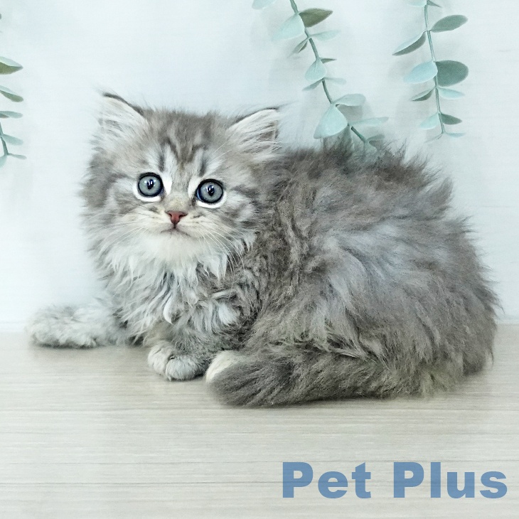 スコティッシュフォールド