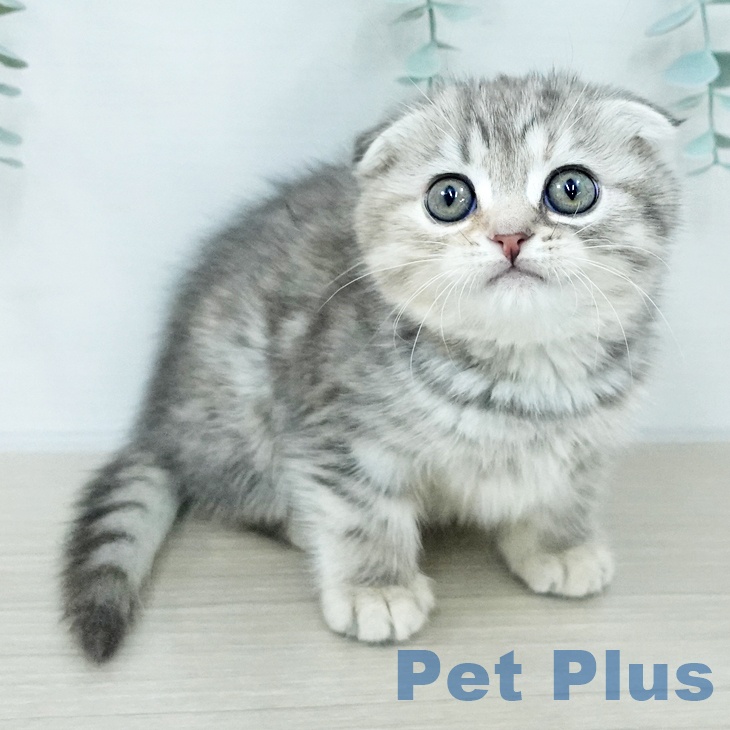 スコティッシュフォールドの写真2