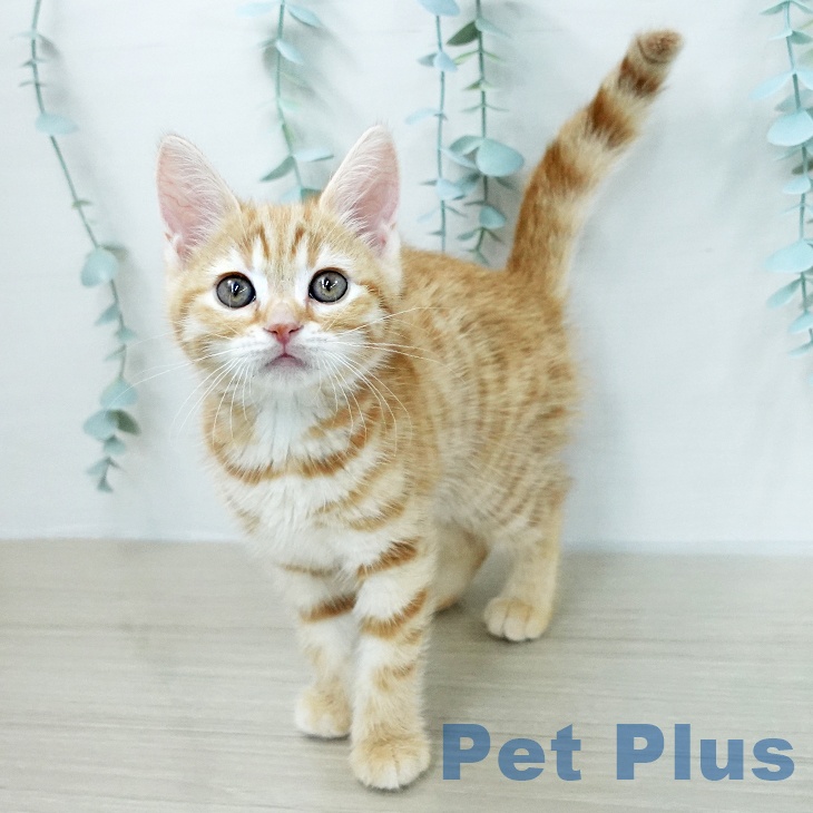 スコティッシュフォールド