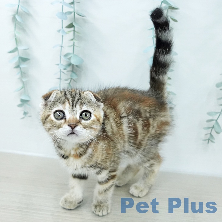 スコティッシュフォールド