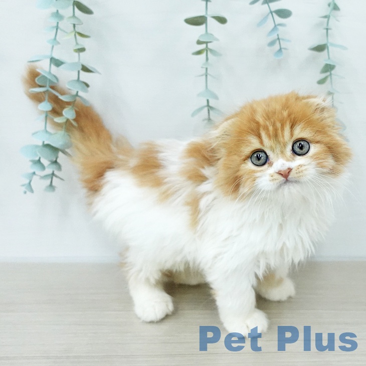 スコティッシュフォールドの写真2