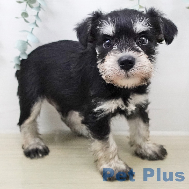 長野県のミニチュアシュナウザー (ペットプラス 松本店/2026年2月6日生まれ/男の子/ブラックシルバー)の子犬の1枚目の画像