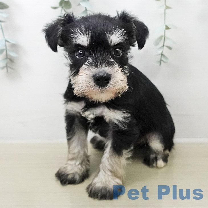 長野県のミニチュアシュナウザー (ペットプラス 松本店/2026年2月6日生まれ/男の子/ブラックシルバー)の子犬の2枚目の画像