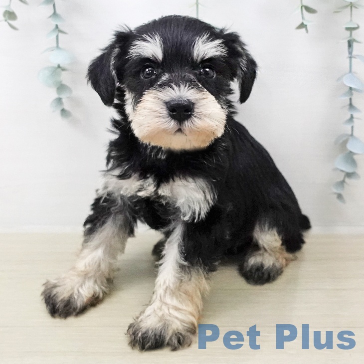 ミニチュア・シュナウザー