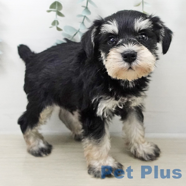 ミニチュア・シュナウザー