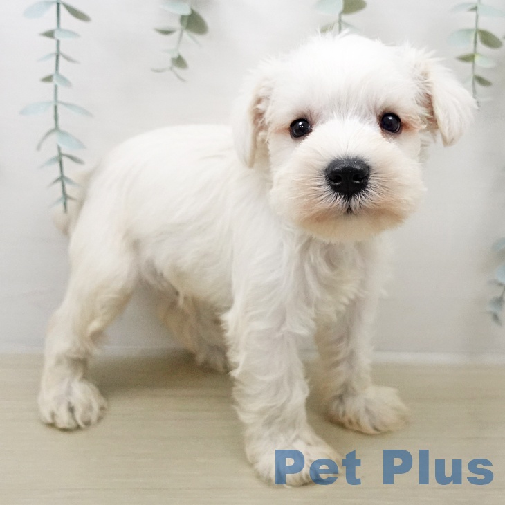 ミニチュア・シュナウザー