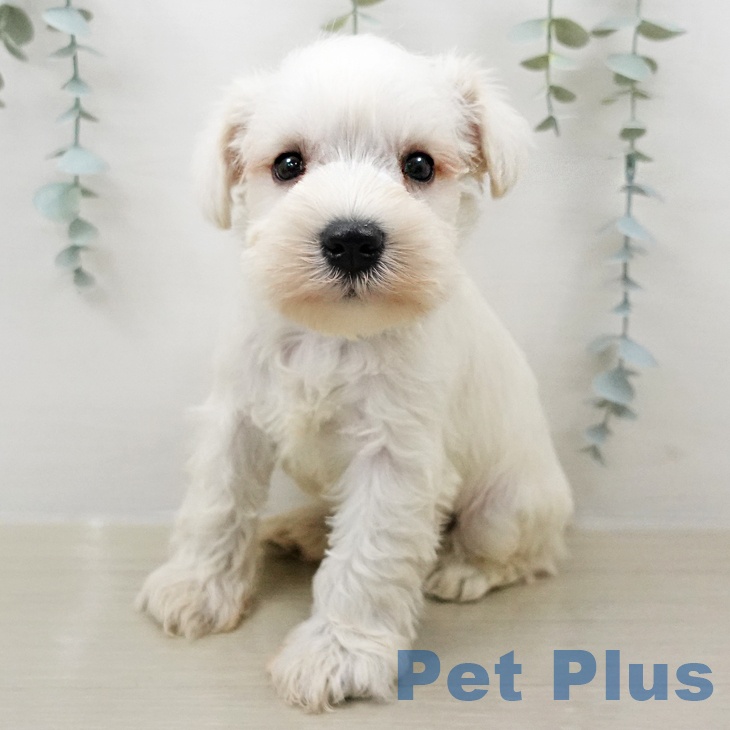 ミニチュア・シュナウザー