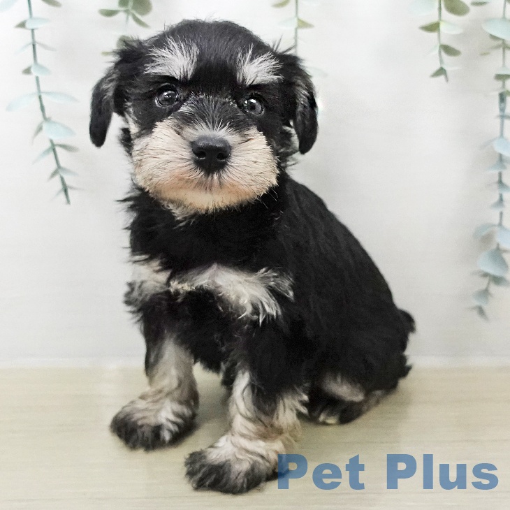 ミニチュア・シュナウザーの写真2