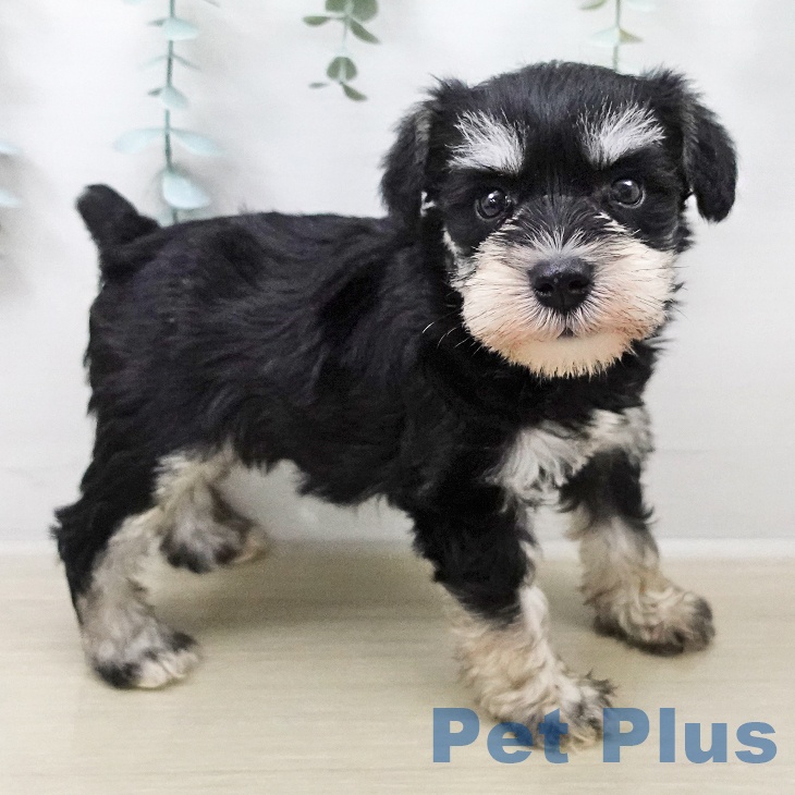 ミニチュア・シュナウザーの写真2