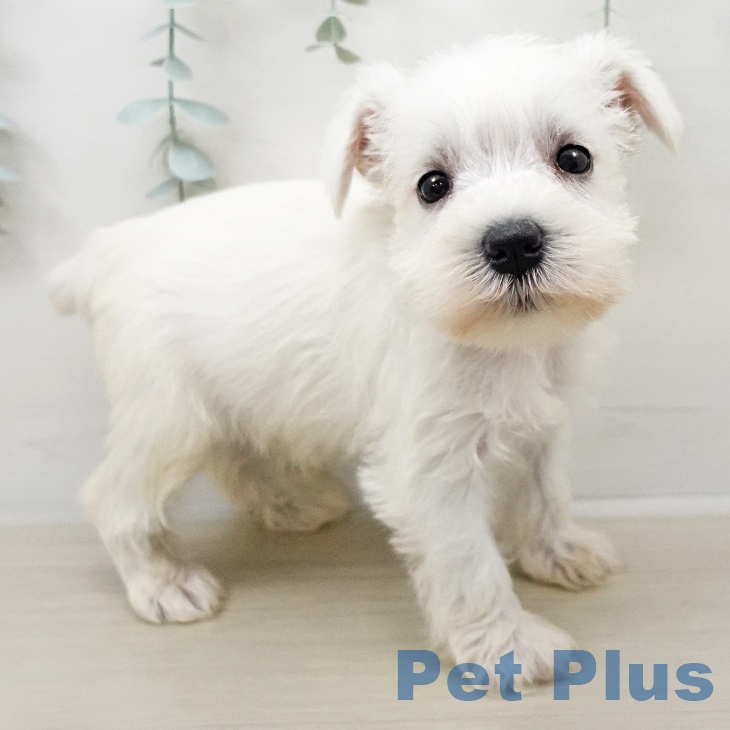 ミニチュア・シュナウザー