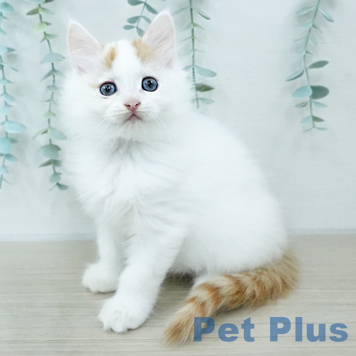 サイベリアンの写真2