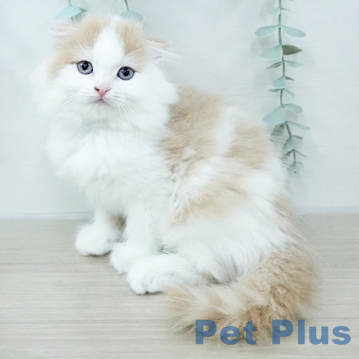 埼玉県のスコティッシュフォールド (ペットプラス ららぽーと富士見店/2026年2月2日生まれ/男の子/クリームホワイト)の子猫の1枚目の画像