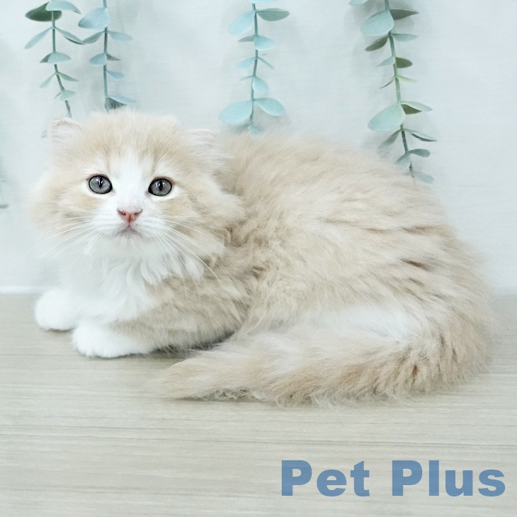 スコティッシュフォールドの写真2