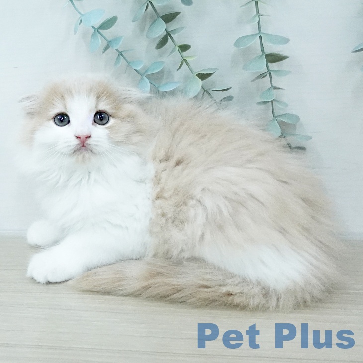 スコティッシュフォールドの写真2