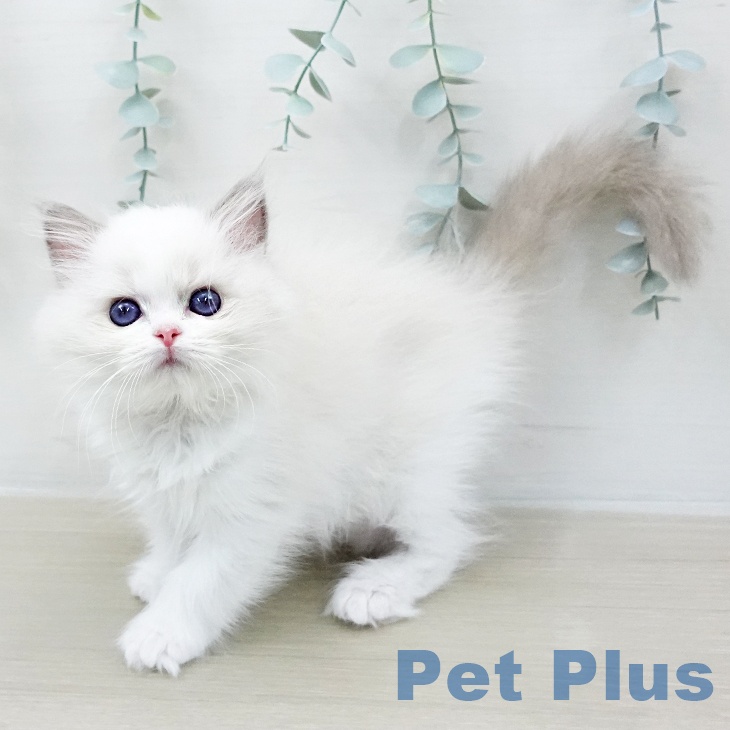 東京都のラグドール (ペットプラス 大井町トラックス店/2026年1月25日生まれ/男の子/ブルーポイントバイカラー)の子猫の1枚目の画像