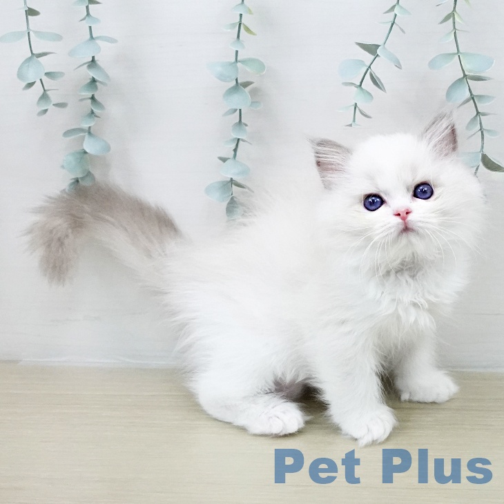 東京都のラグドール (ペットプラス 大井町トラックス店/2026年1月25日生まれ/男の子/ブルーポイントバイカラー)の子猫の2枚目の画像