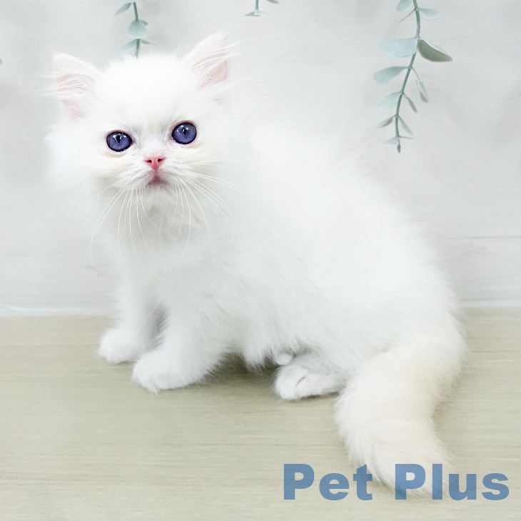 東京都のラグドール (ペットプラス アクアシティお台場店/2026年1月25日生まれ/男の子/クリームポイントバイカラー)の子猫