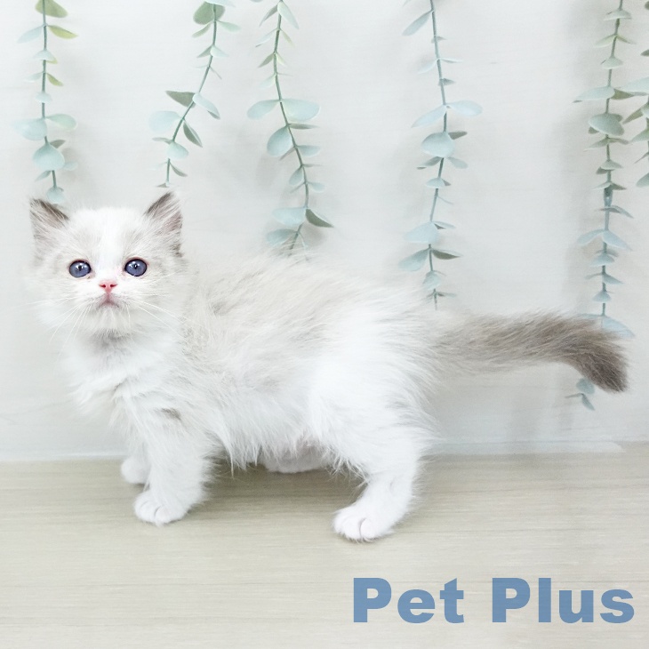 ラグドールの写真2