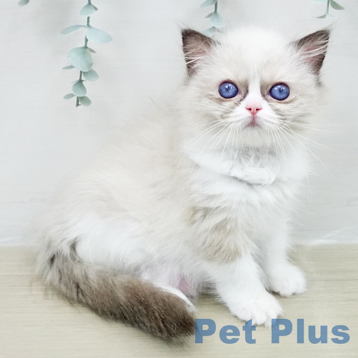 千葉県のラグドール (ペットプラス ユーカリが丘店/2026年1月25日生まれ/女の子/シールポイントバイカラー)の子猫