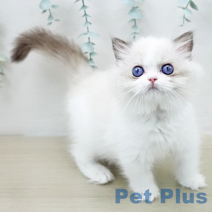 ラグドールの写真2