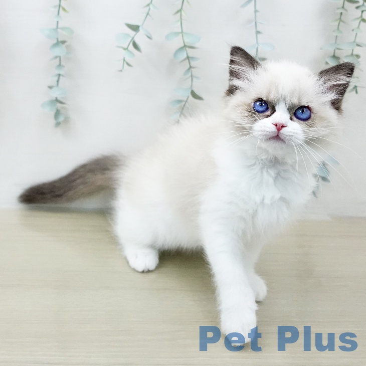 ラグドールの写真2