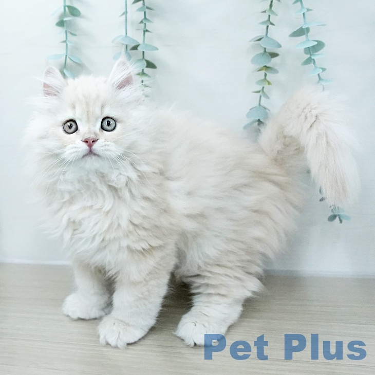 東京都のサイベリアン (ペットプラス アクアシティお台場店/2026年2月1日生まれ/男の子/クリームタビー)の子猫