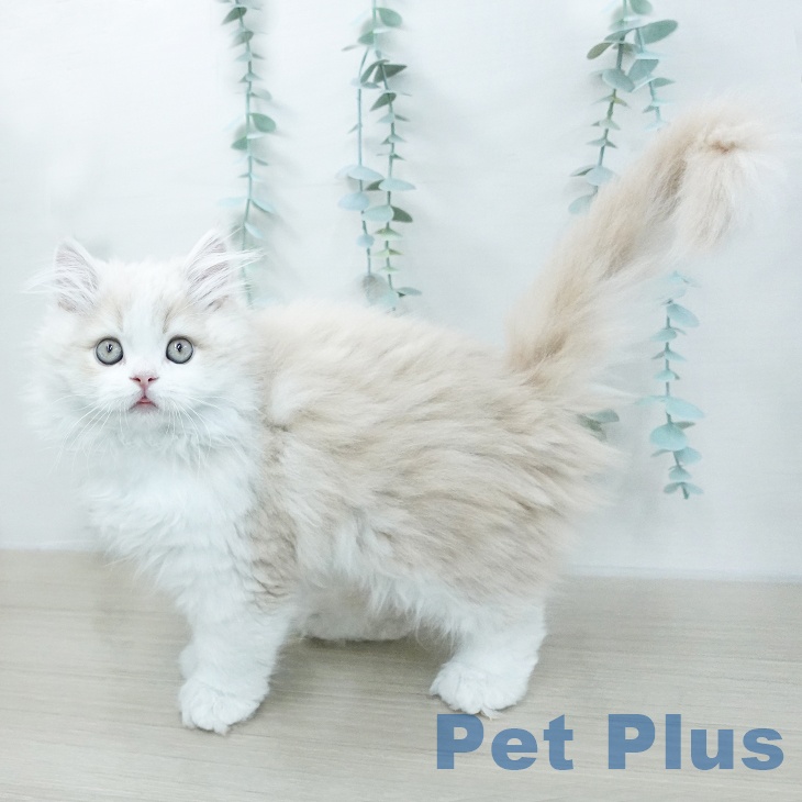 サイベリアンの写真2