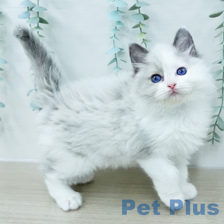 ラグドールの写真2