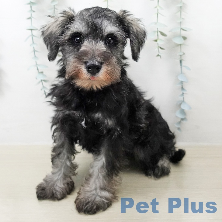 埼玉県のミニチュアシュナウザー (ペットプラス 上尾店/2026年2月4日生まれ/男の子/ソルトペッパー)の子犬の2枚目の画像
