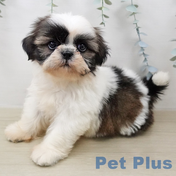 埼玉県のシーズー (ペットプラス 羽生店/2026年2月6日生まれ/女の子/ゴールドホワイト)の子犬