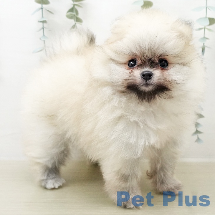 ポメラニアンの写真2