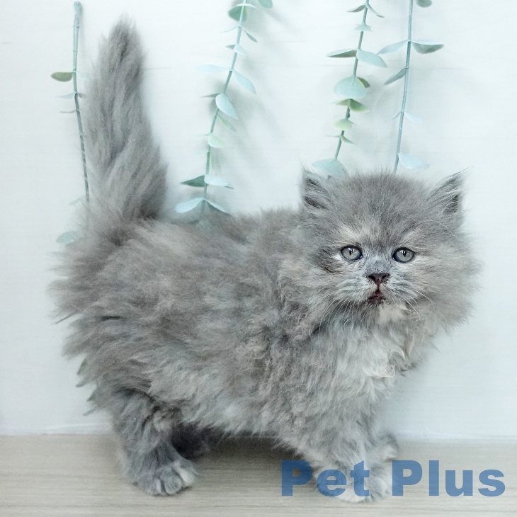 ミヌエットの写真2