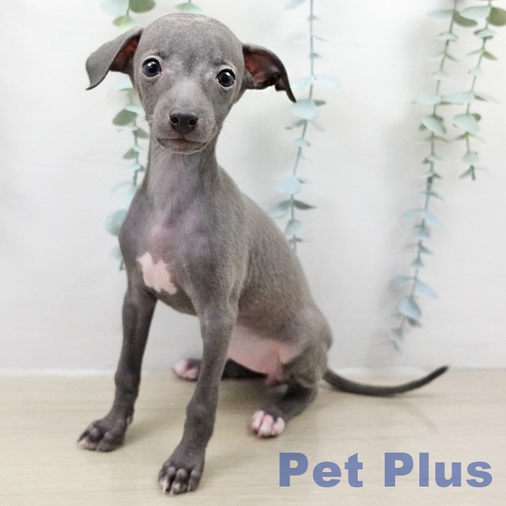 イタリアン・グレーハウンド