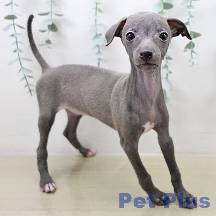 イタリアン・グレーハウンドの写真2