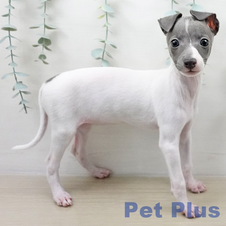 イタリアン・グレーハウンド