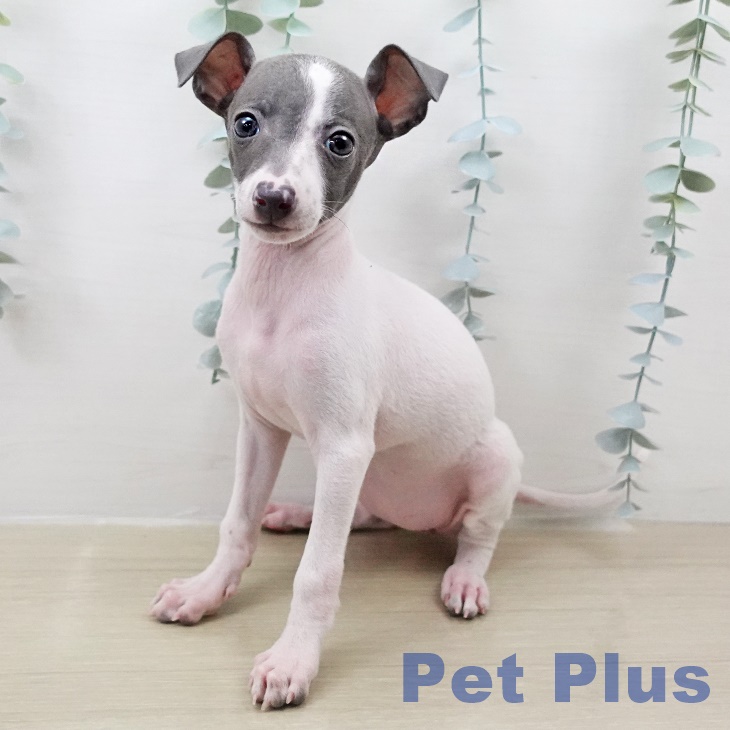 イタリアン・グレーハウンド