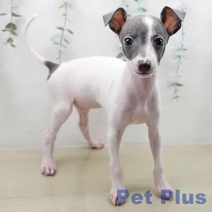 イタリアン・グレーハウンドの写真2