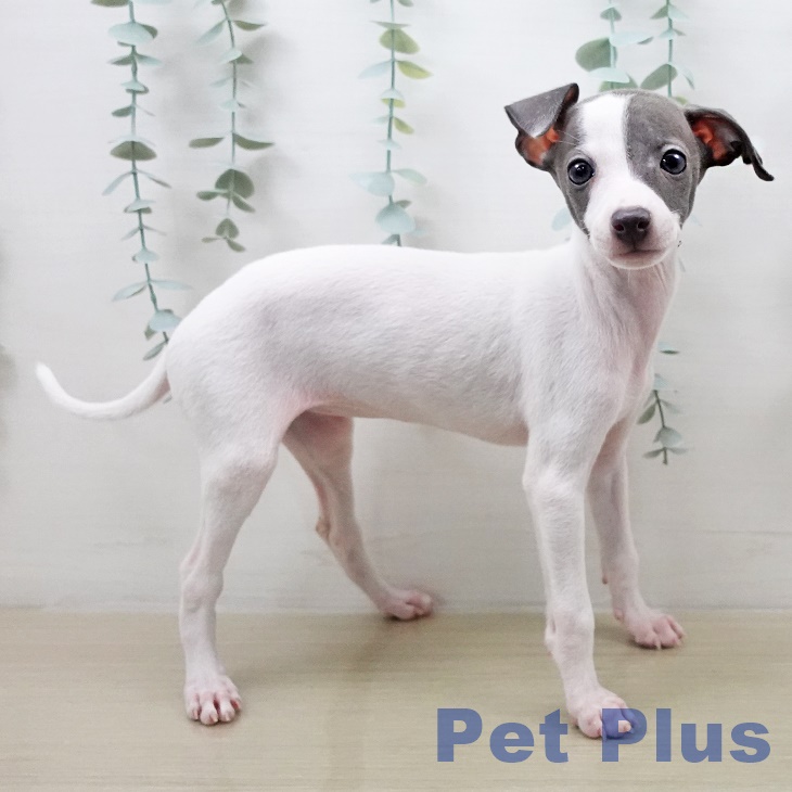 イタリアン・グレーハウンド