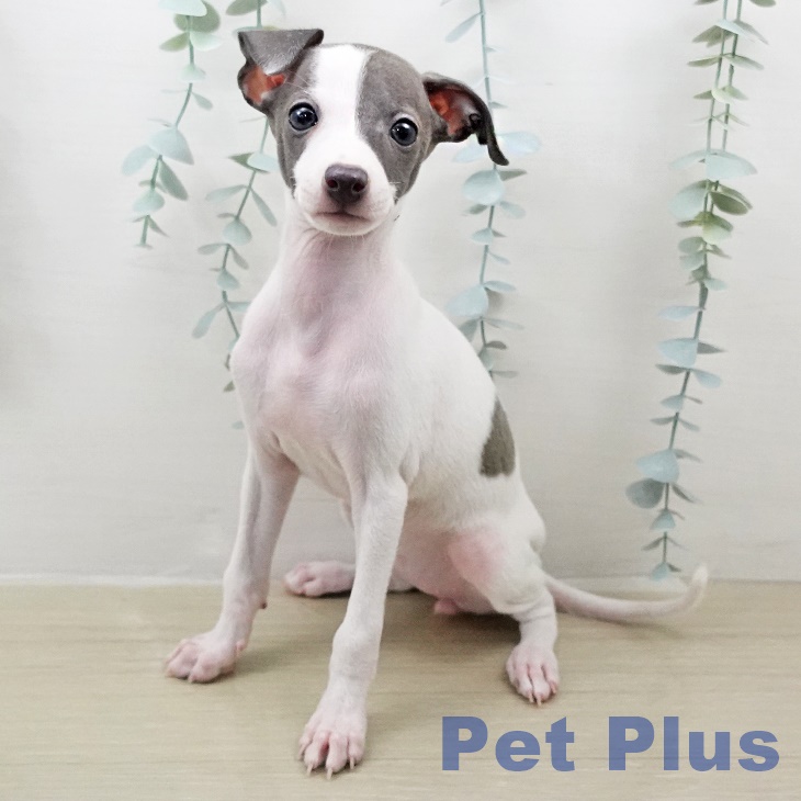 イタリアン・グレーハウンド