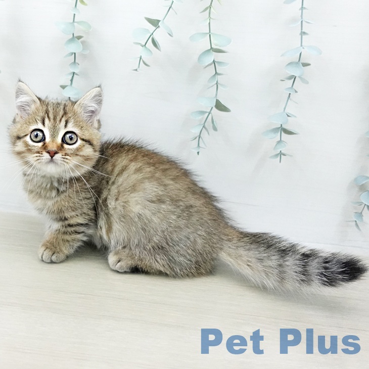 福岡県のミヌエット (ペットプラス 小倉南店/2026年1月19日生まれ/男の子/ブラウンタビー)の子猫