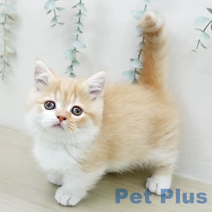 ミヌエットの写真2