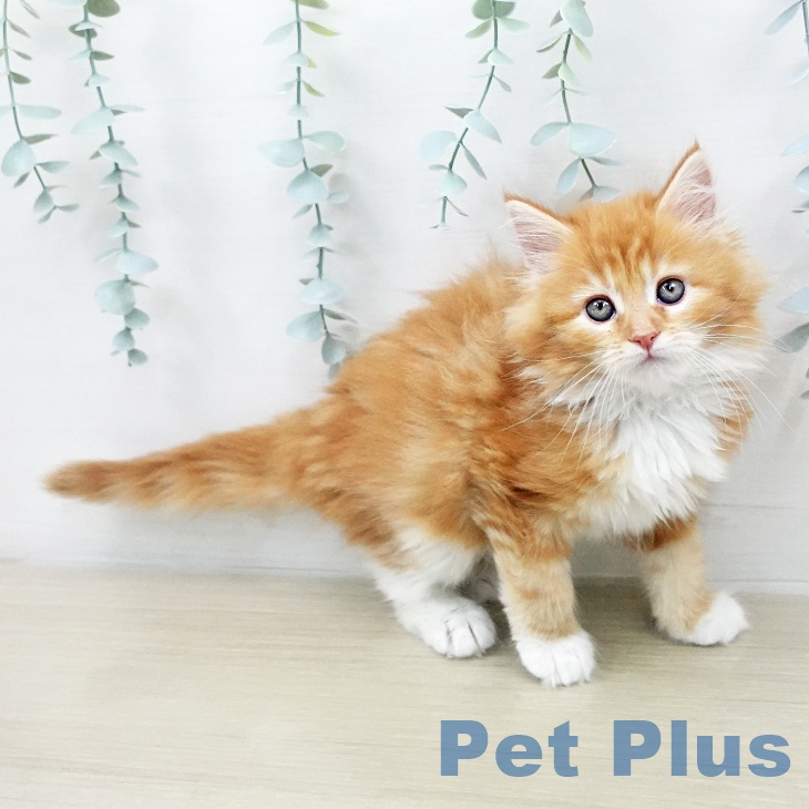 メインクーンの写真1