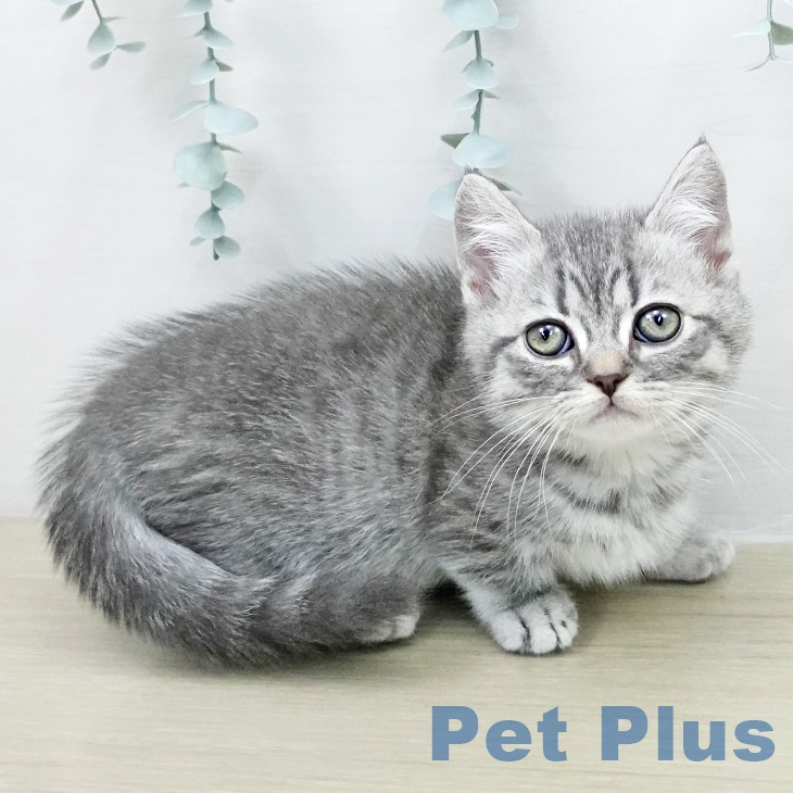 福岡県のミヌエット (ペットプラス 福岡店/2026年1月18日生まれ/男の子/シルバータビー)の子猫