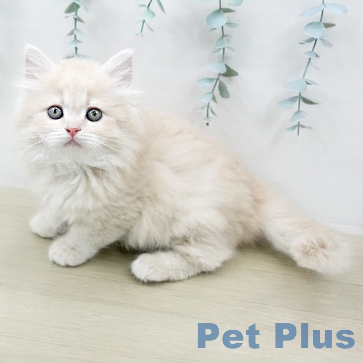 埼玉県のサイベリアン (ペットプラス イオンモール春日部店/2026年2月2日生まれ/女の子/クリームタビー)の子猫の1枚目の画像