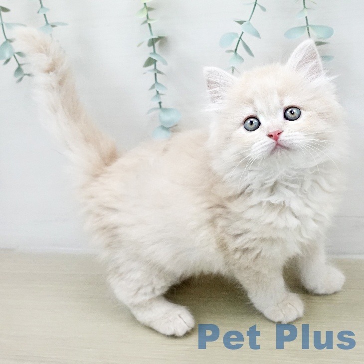 埼玉県のサイベリアン (ペットプラス イオンモール春日部店/2026年2月2日生まれ/女の子/クリームタビー)の子猫の2枚目の画像