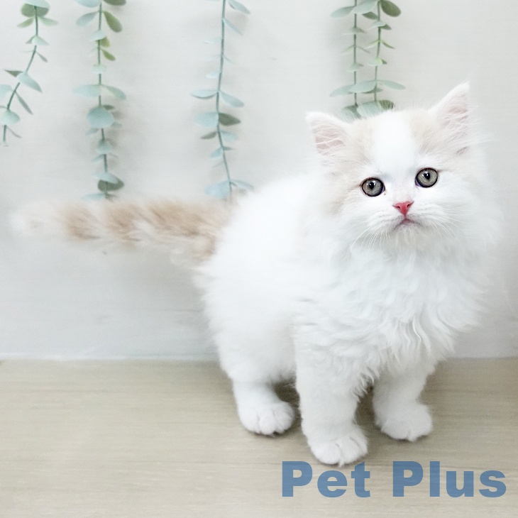 千葉県のサイベリアン (ペットプラス 幕張新都心店/2026年2月2日生まれ/男の子/クリームタビーホワイトバン)の子猫の1枚目の画像