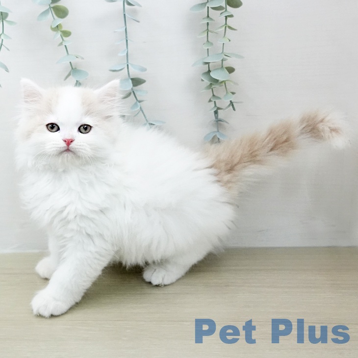 千葉県のサイベリアン (ペットプラス 幕張新都心店/2026年2月2日生まれ/男の子/クリームタビーホワイトバン)の子猫の2枚目の画像