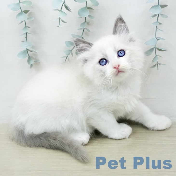 ラグドールの写真2